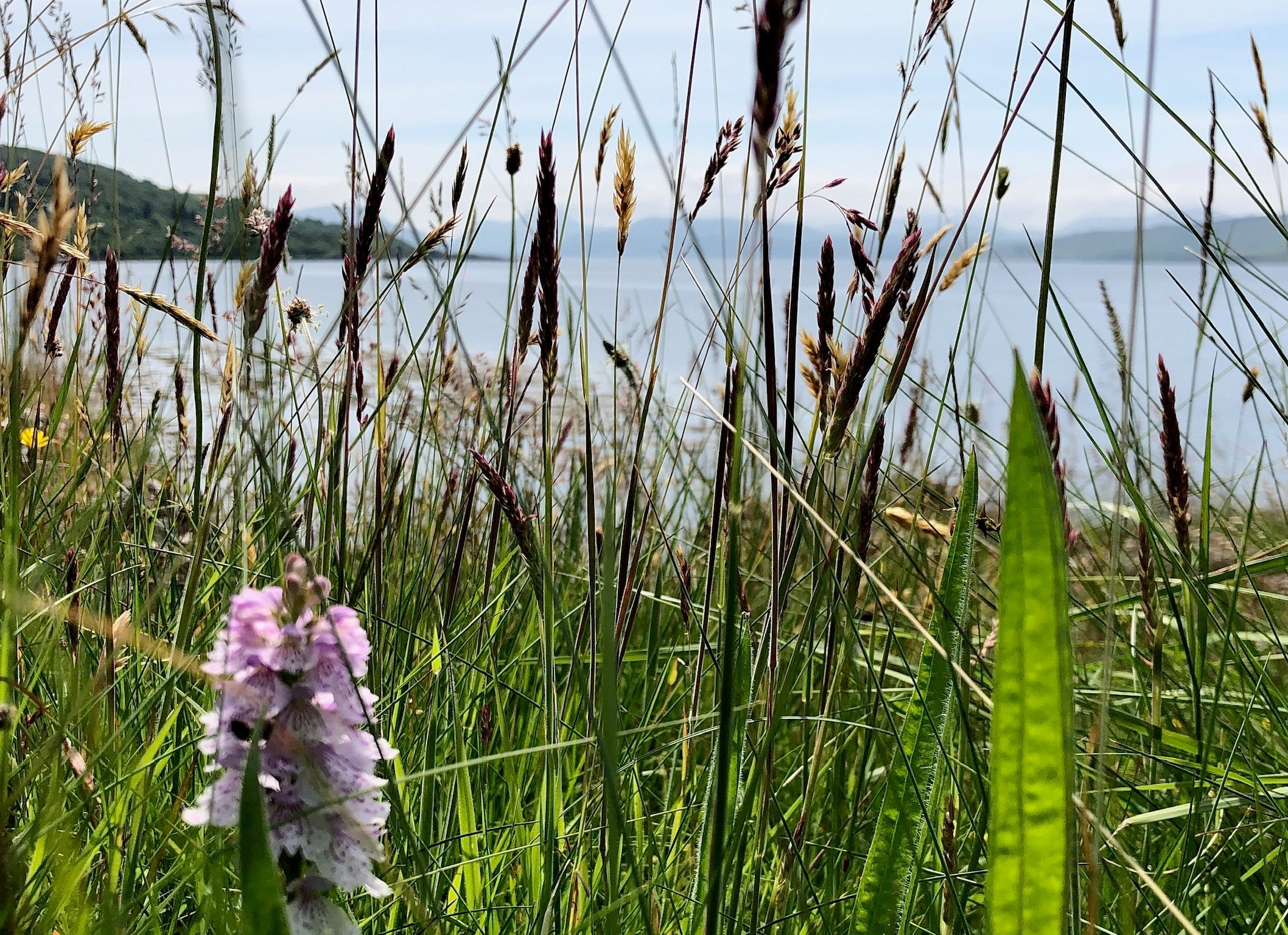 Garden & shore