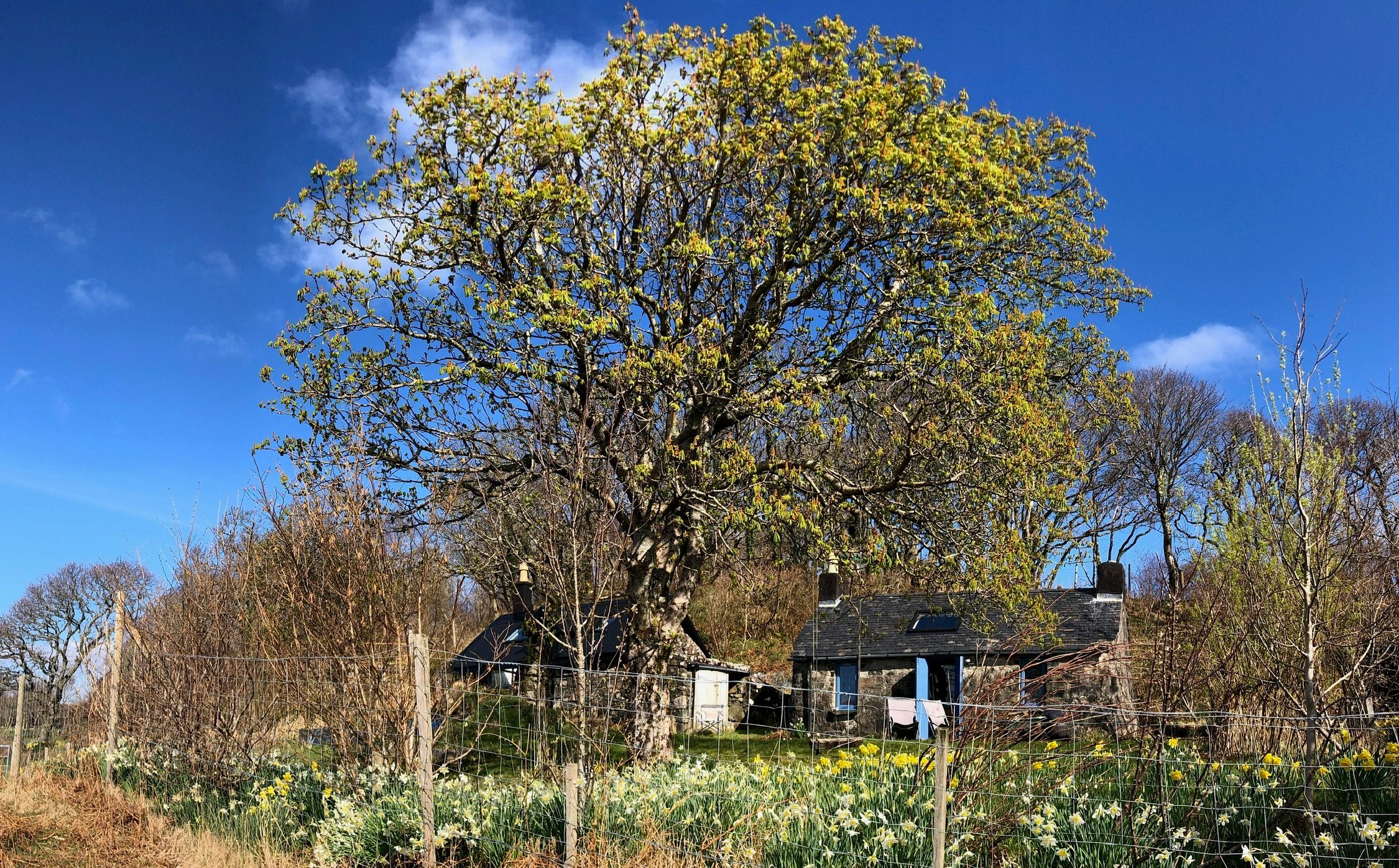 The house