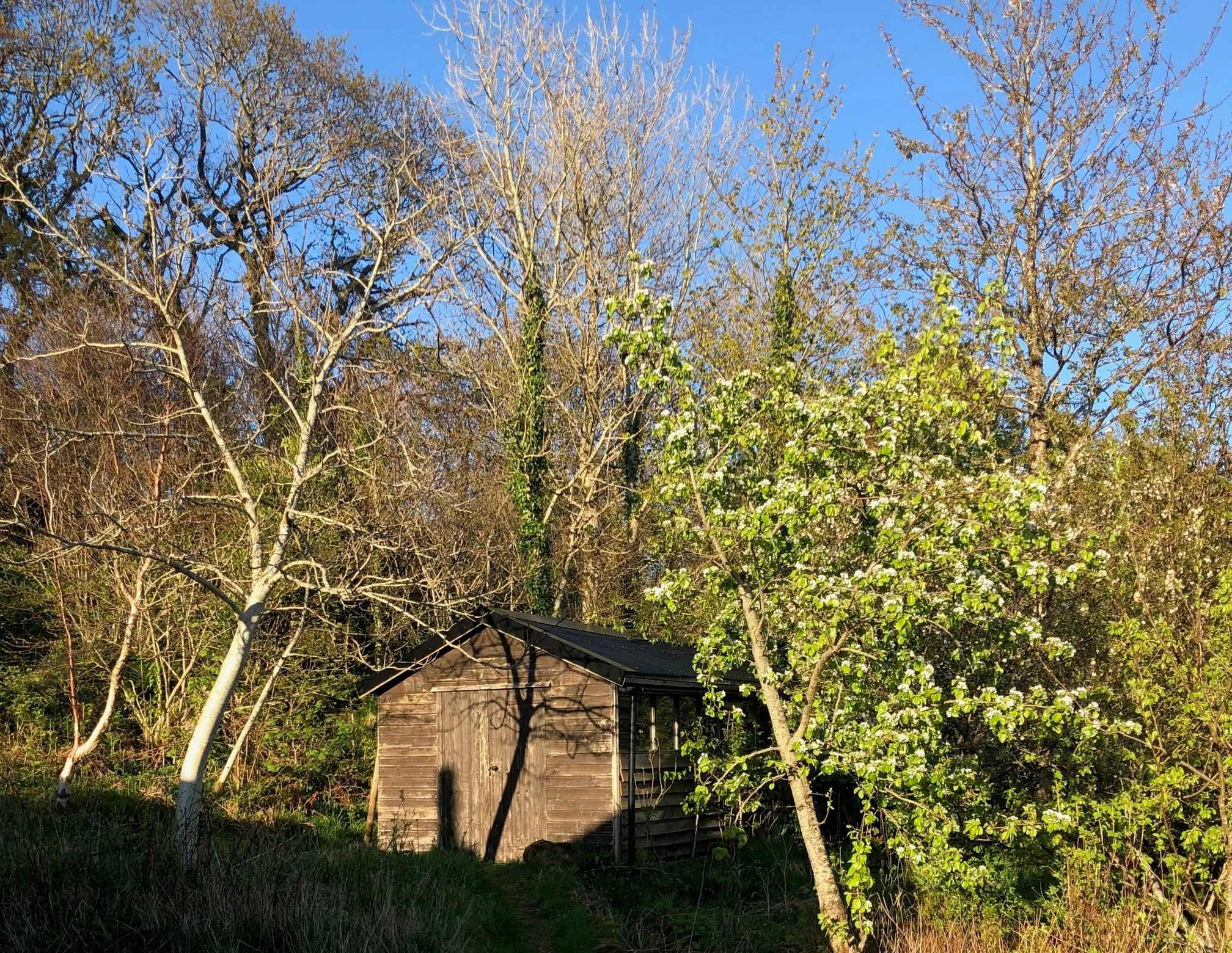 The house